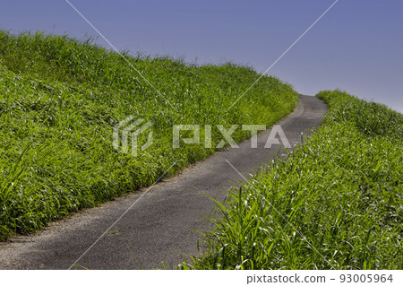 通往堤岸的狹窄小路 93005964
