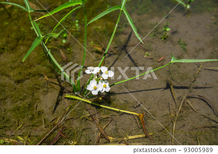 Paddy field's Omodaka flower 93005989