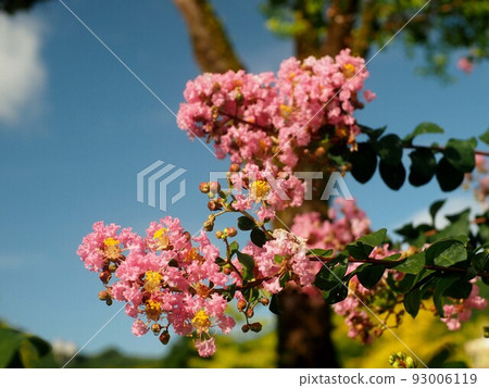 Blue sky and flowering crape myrtle (pink crape myrtle and trunk of Nanjing Haze) Blue sky and flowering crape myrtle (pink crape myrtle and trunk of Nanjing Haze) 93006119