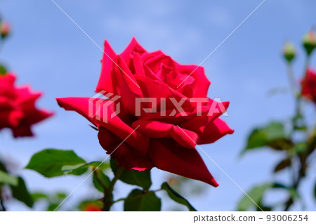 Roses taken in the rose garden of Hillside Park 93006254