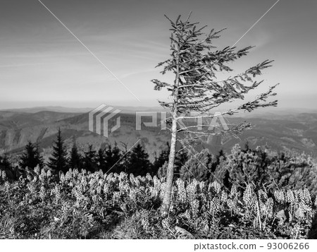 Panoramic view of Beskid Mountains Panoramic view of Beskid Mountains 93006266