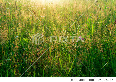 meadow grasses in the sun, warm natural background meadow grasses in the sun, warm natural background 93006287