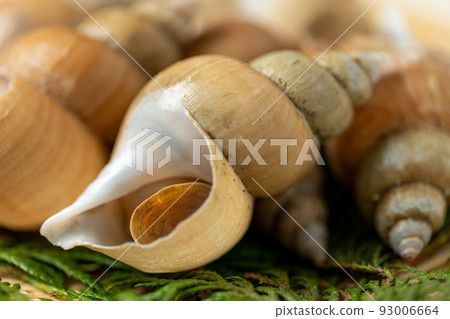 新鮮的白貽貝 新鮮的白貽貝 93006664