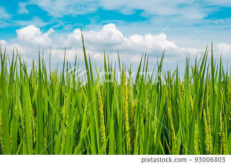 初秋的青田 水稻長滿 積雨雲飄在藍天 淺色調 93006803