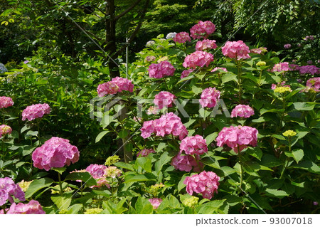 hydrangea hydrangea 93007018