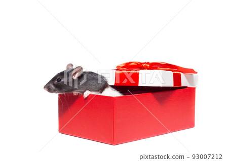 rat on white background 93007212