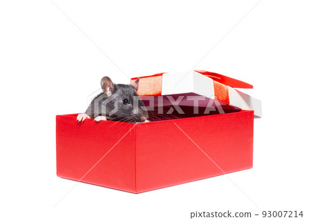 rat on white background rat on white background 93007214