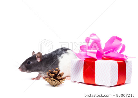 rat on white background rat on white background 93007215
