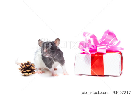 rat on white background rat on white background 93007217