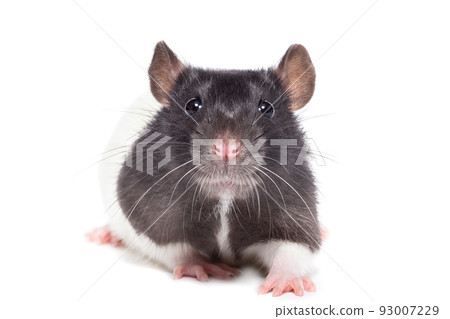 rat on white background rat on white background 93007229