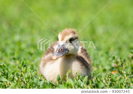 duckling on the grass 93007245