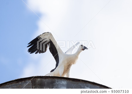 stork in the nest stork in the nest 93007310