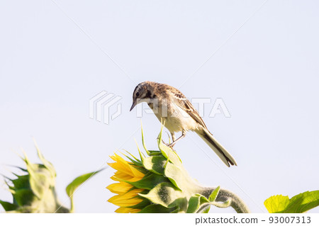 Birds - Yellow Wagtail (Motacilla flava) Birds - Yellow Wagtail (Motacilla flava) 93007313