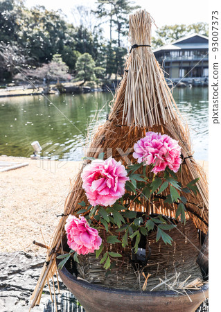 Straw-enclosed winter peonies against the backdrop of Longxian Lake Straw-enclosed winter peonies against the backdrop of Longxian Lake 93007373