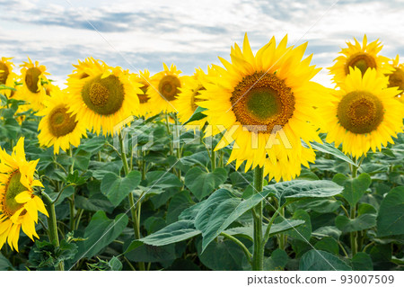 Sunflower field landscape 93007509