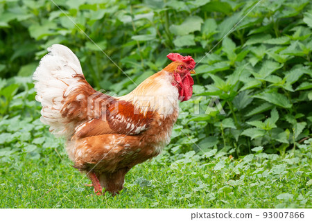 cock on the grass 93007866