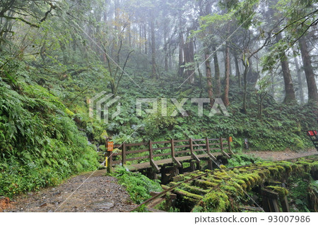 見晴懷古步道 森林 太平山 宜蘭 台灣 93007986