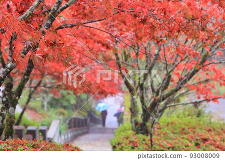 maple leaf taipingshan forest yilan taiwan maple leaf taipingshan forest yilan taiwan 93008009
