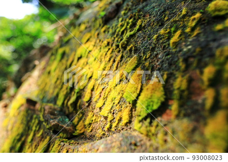 茂興 森林 太平山 宜蘭 台灣 茂興 森林 太平山 宜蘭 台灣 93008023