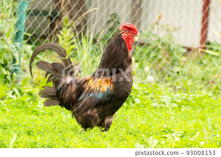 cock on the grass 93008153