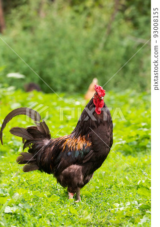 cock on the grass 93008155