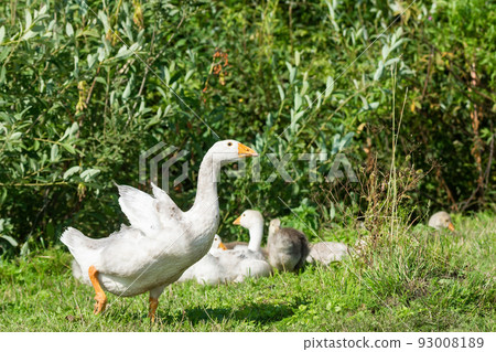 goose on grass 93008189