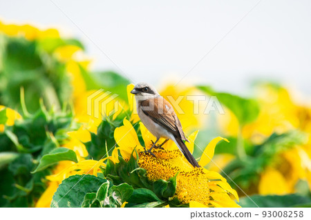 Lanius collurio on sunflower 93008258