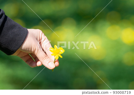 Buttercup in hand, green background 93008719