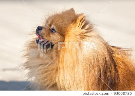 Cute dog spitz on nature Cute dog spitz on nature 93008720