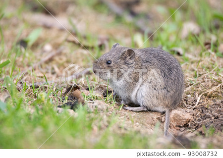 The striped field mouse 93008732