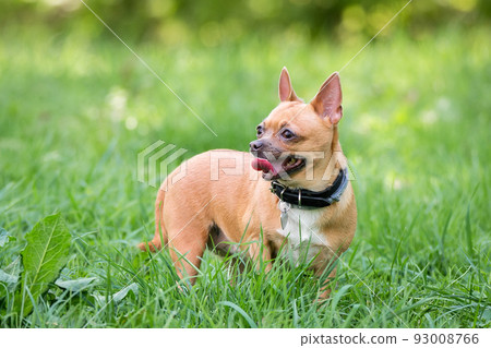 Chihuahua dog on the grass 93008766