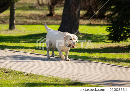 labrador retriever dog with ball labrador retriever dog with ball 93008884