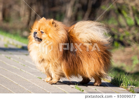 Cute dog spitz on nature Cute dog spitz on nature 93009077