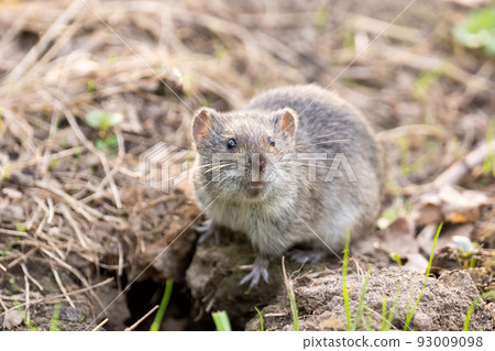 The striped field mouse 93009098