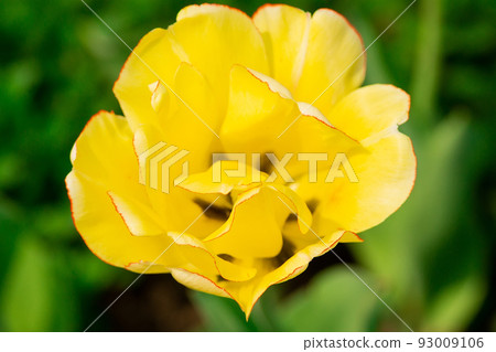 yellow Tulip background 93009106