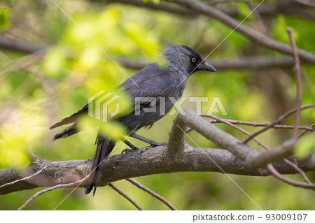 Eurasian jackdaw on the tree 93009107