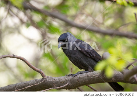 Eurasian jackdaw on the tree 93009108