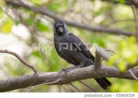Eurasian jackdaw on the tree Eurasian jackdaw on the tree 93009109