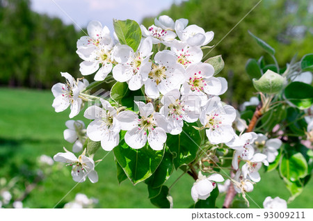 Cherry blossoms tree background Cherry blossoms tree background 93009211