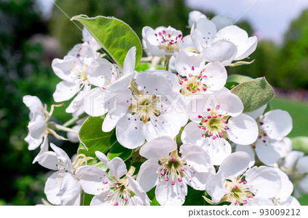 Cherry blossoms tree background Cherry blossoms tree background 93009212