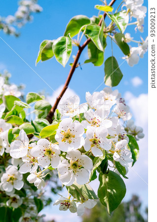 Cherry blossoms tree background Cherry blossoms tree background 93009213