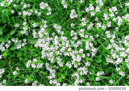 background of blue veronica flowers background of blue veronica flowers 93009230