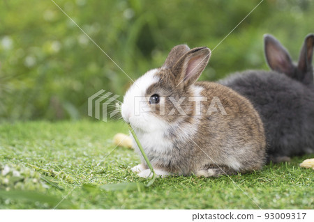 Adorable baby rabbit bunny brown eating fresh timothy grass while sitting on green grass  93009317
