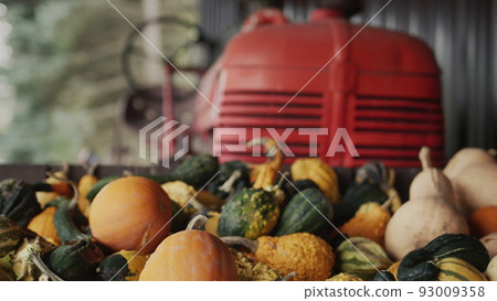 Several pumpkins on the farm, with a tractor visible in the background. Halloween decor 93009358