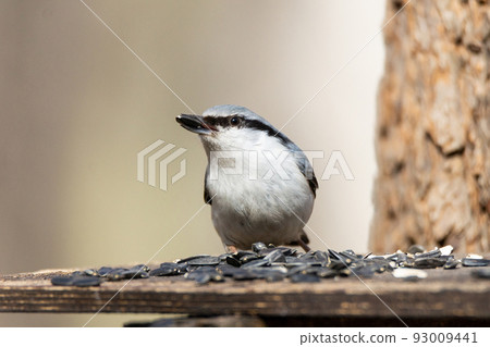 Eurasian nuthatch, Sitta europaea) Eurasian nuthatch, Sitta europaea) 93009441