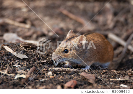 The striped field mouse 93009453