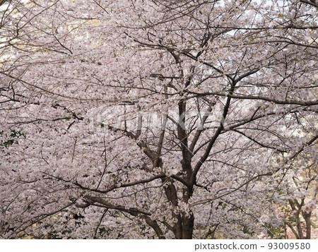 日比谷公園的櫻花 93009580