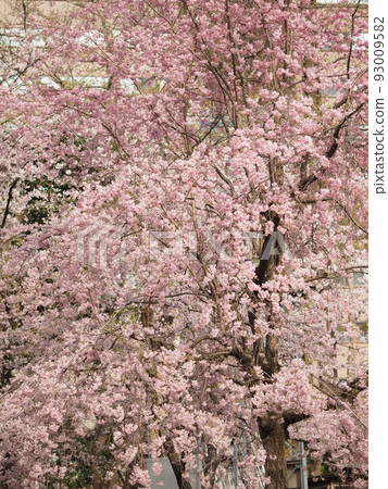 日比谷公園的櫻花 93009582