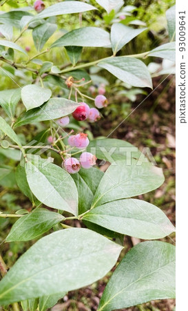 藍莓 藍莓 93009641