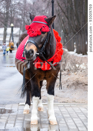 pony in winter Park 93009769